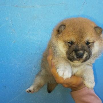 柴犬(豆柴)【福岡県・女の子・2022年10月4日・ふわふわモコモコ❗️赤豆柴の女の子】の写真「ふあふあモコモコ❗️たぬき顔で可愛いです」