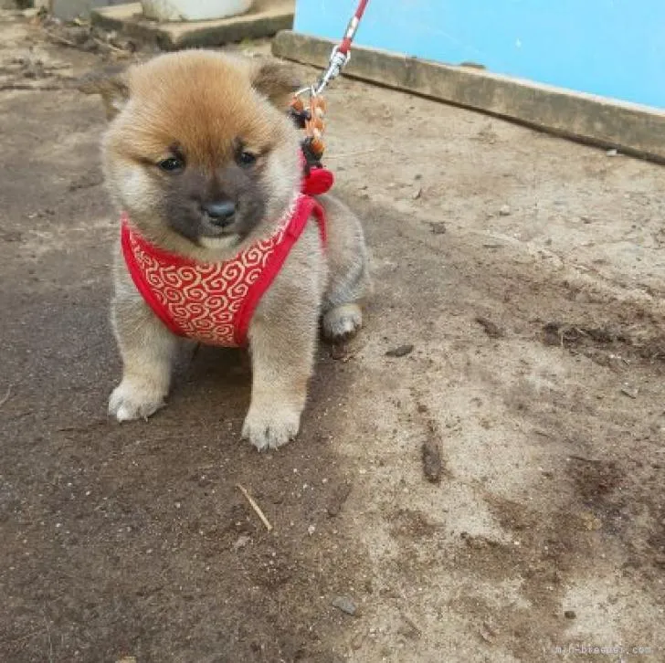 ID:2211-01505の子犬