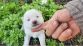 豆柴【福岡県・女の子・2024年1月8日・まんまる顔の白豆柴❗】の写真2