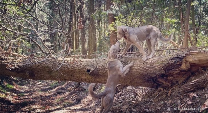 久樂　亜夢(くたら　あむ)ブリーダー(山口県・ワイマラナー・JKC登録)の紹介写真1