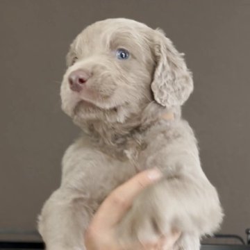ワイマラナー【山口県・男の子・2025年10月31日・グレー】の写真「ママはチャンピオン！ロングヘアードです」