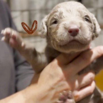 ワイマラナー【山口県・男の子・2025年10月31日・グレー】の写真「ママはチャンピオン！ロングヘアード」