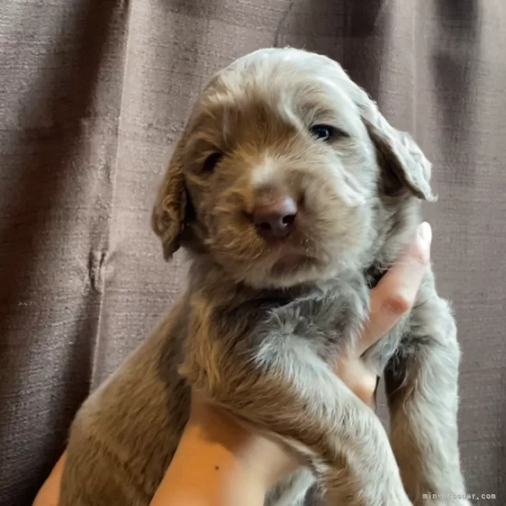 ID：2410-00600の子犬