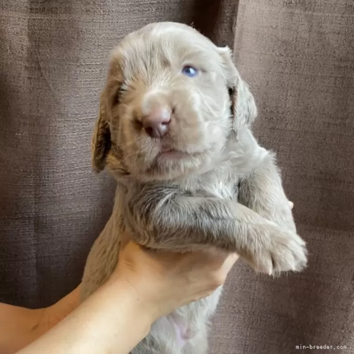 ID：2410-00614の子犬