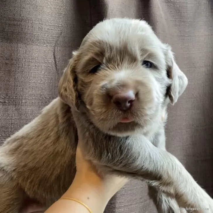 ID:2410-00575の子犬