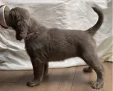 ワイマラナー【山口県・女の子・2023年6月4日・グレー】の写真4「7月12日撮影（生後38日）」