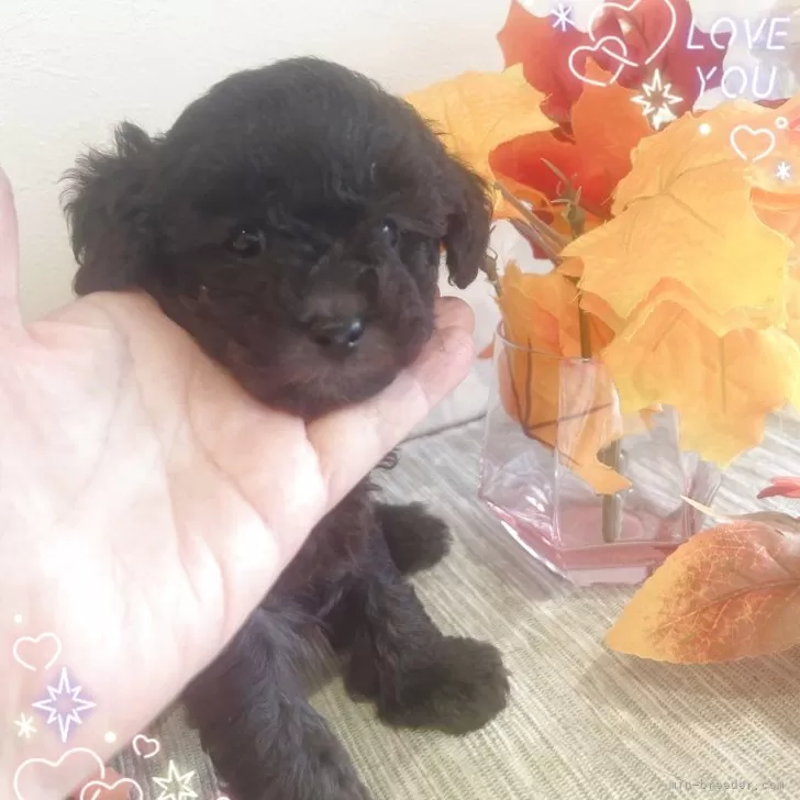 タイニープードル【愛媛県・男の子・2025年10月1日・シルバー】の写真1「だいぶ毛がふさふさになって可愛くなりました」