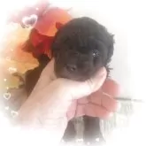 タイニープードル