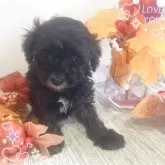 タイニープードル【愛媛県・男の子・2025年10月1日・シルバー(タキシードカラー)】の写真1「1番ビビりな男の子」