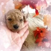 ティーカッププードル