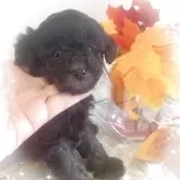 タイニープードル【愛媛県・男の子・2025年10月1日・シルバー】の写真2「口元からシルバーになってます」