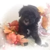 タイニープードル【愛媛県・男の子・2025年10月1日・シルバー(タキシードカラー)】の写真2「1番口元からシルバーになってます」