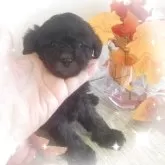 タイニープードル【愛媛県・男の子・2025年10月1日・シルバー】の写真3