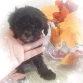 タイニープードル【愛媛県・男の子・2025年10月1日・シルバー(タキシードカラー)】の写真7