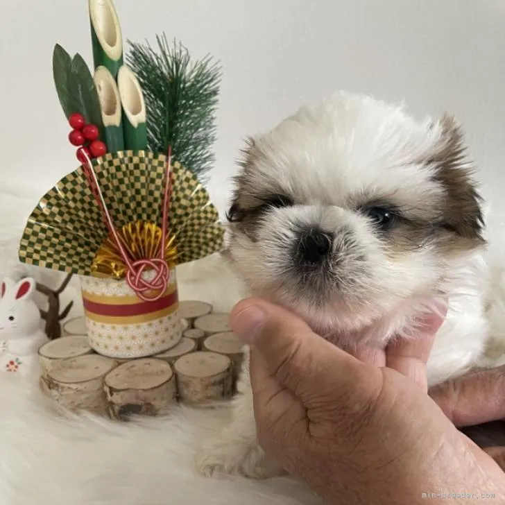 ID：2212-02316の子犬