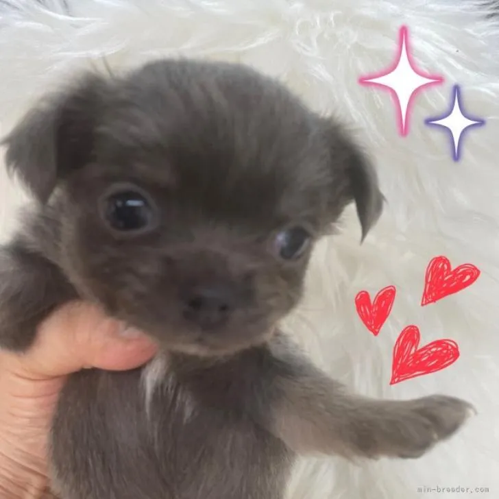 ID:2208-00536の子犬