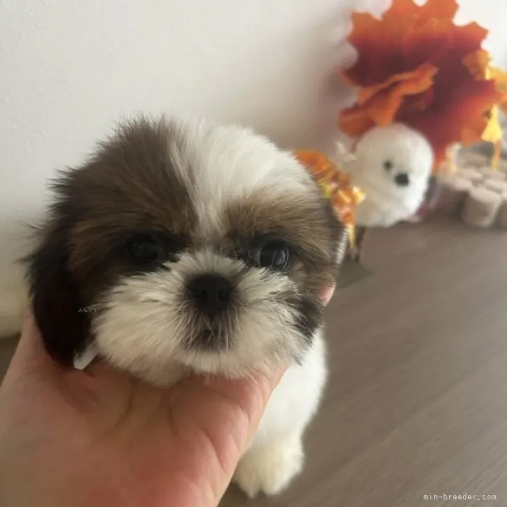 ID:2308-00709の子犬