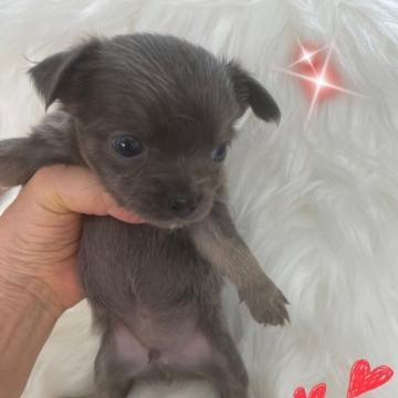 チワワ(ロング)【愛媛県・男の子・2022年7月13日・ブルーですが、イザベラぽい男の子。】の写真「珍しいカラー胸なチャームポイント白い毛」