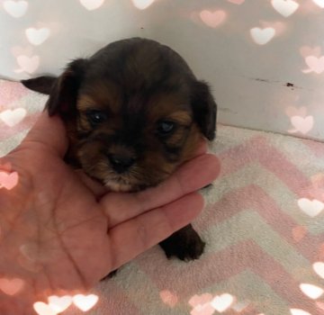 プードル×シーズー【愛媛県・女の子・2022年3月12日・ブラウン】の写真「大人しく飼いやすいMIXちゃんです。」