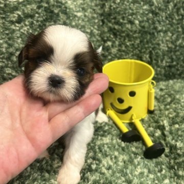 シーズー【愛媛県・女の子・2023年5月10日・ホワイトゴールド】の写真「大人しくく、飼いやすいシーズーちゃんです。」