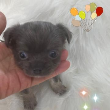 チワワ(ロング)【愛媛県・女の子・2022年7月13日・ブルーですが、少しイザベラぽい1番小さい女の子】の写真「珍しいカラー。胸にチャームポイント白い毛」