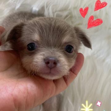 チワワ(ロング)【愛媛県・女の子・2022年7月13日・イザベラ】の写真「珍しいカラー。カワウソちゃんみたいな女の子。」