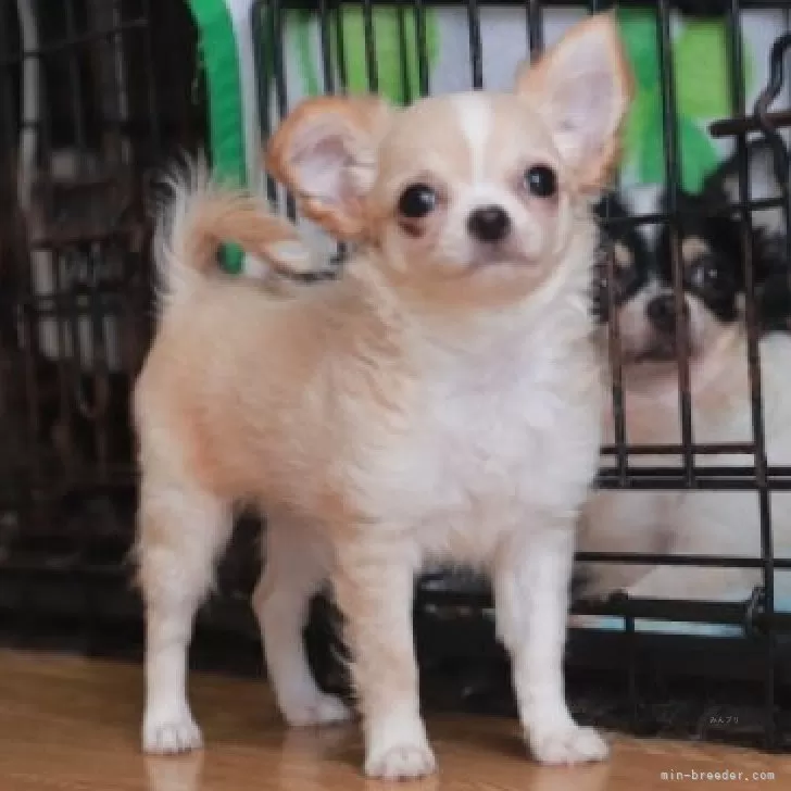 ID：2508-01249の子犬