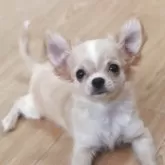 チワワ(ロング)