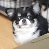 チワワ(ロング)