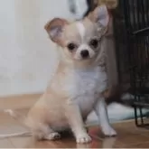 チワワ(ロング)