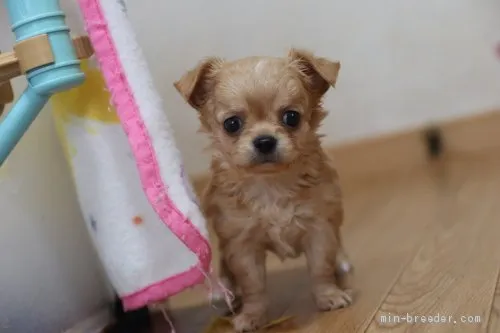ID：2006-01690の子犬
