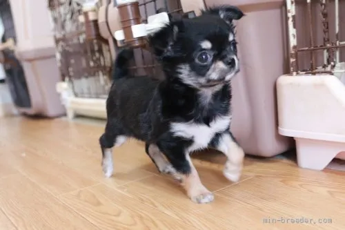 ID：2203-00706の子犬