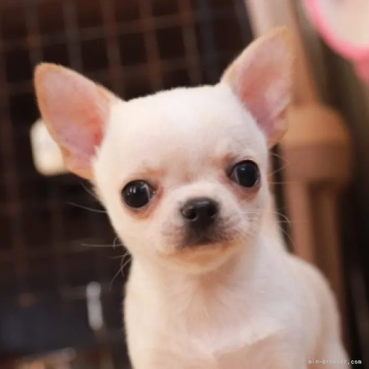 しょこたん 様のお迎えした子犬