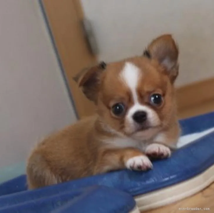 ID：2206-03090の子犬