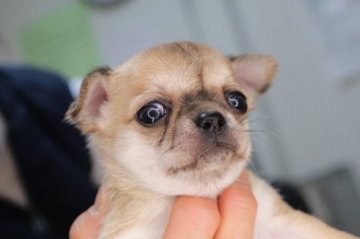 チワワ(スムース)【千葉県・男の子・2022年2月6日・フォーン&ホワイト】の写真「何か怒ってますか～😅😅」