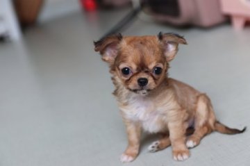 チワワ(ロング)【千葉県・女の子・2019年1月26日・レッド&ホワイト】の写真「小振りのロンチーちゃんです」