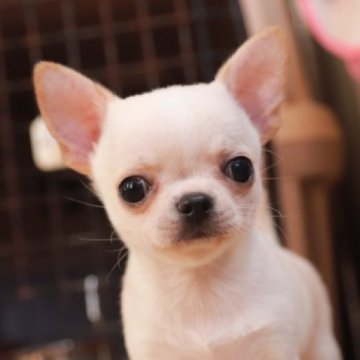 チワワ(スムース)【千葉県・男の子・2022年12月16日・フォーン&ホワイト】の写真「立ち姿も凛々しいスムース君💖」