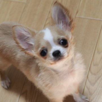 チワワ(ロング)【千葉県・男の子・2022年10月3日・フォーン&ホワイト】の写真「ちょっぴりタレ目な、しっかりタイプの男の子」