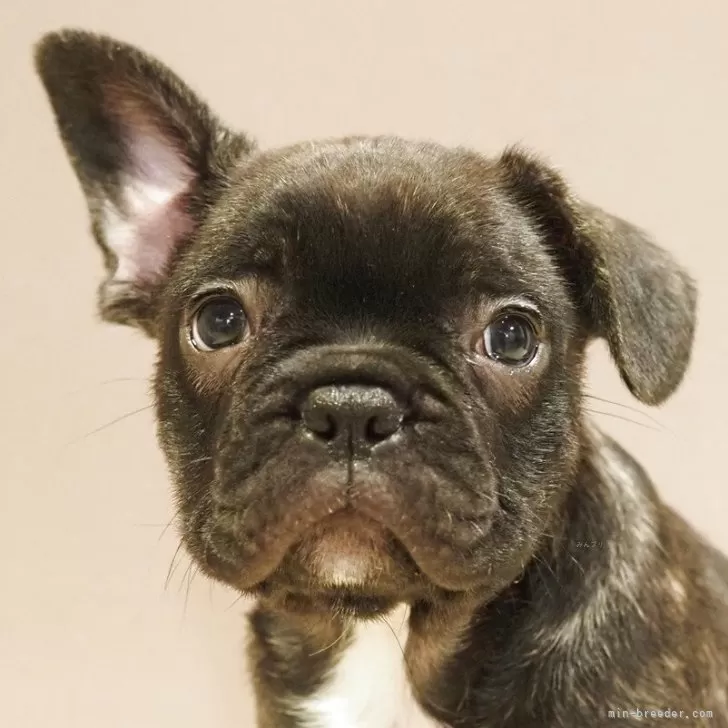 ID:2504-02451の子犬