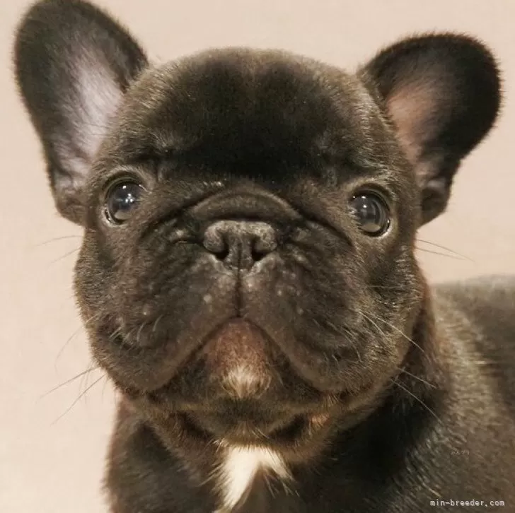 ID：2507-01497の子犬