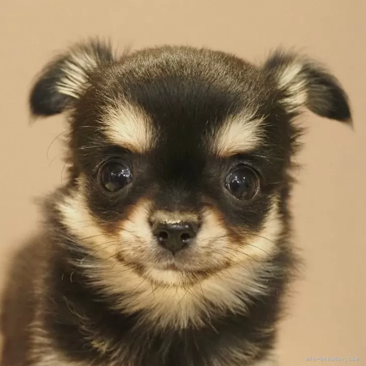 ID:2411-05957の子犬