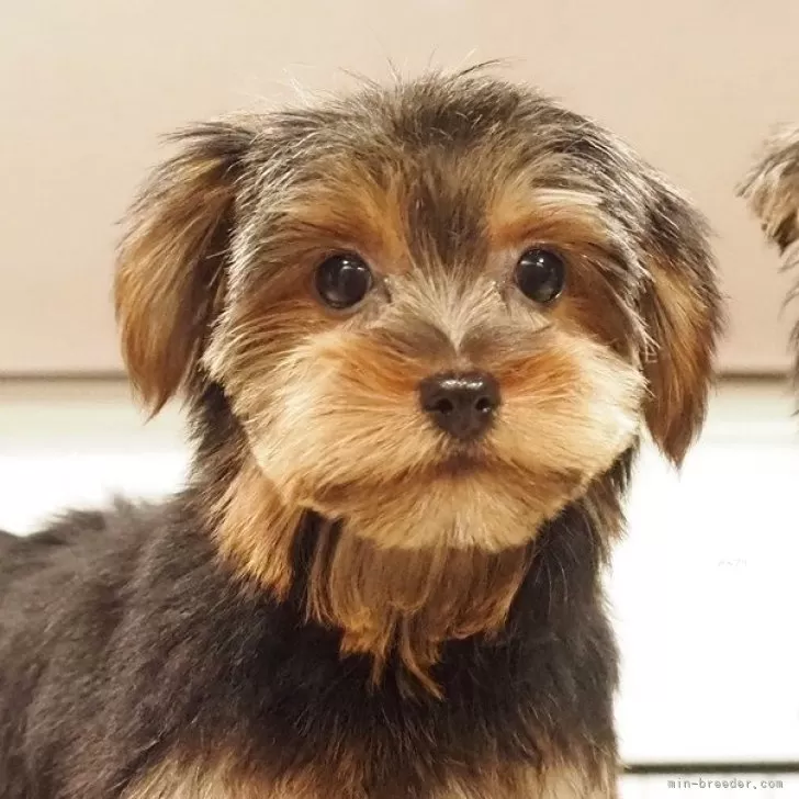 ヨークシャーテリア【愛知県・女の子・2025年7月23日・スチールブルー&タン】の写真1