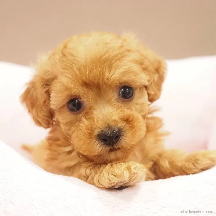 ID：2510-05162の子犬