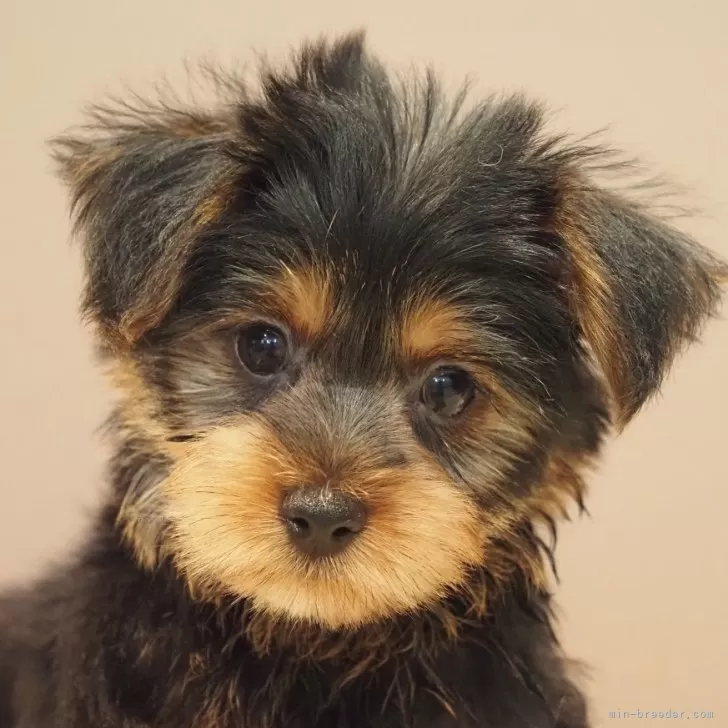ID：2410-05455の子犬