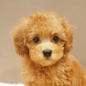 トイプードル(タイニー)【愛知県・女の子・2025年9月7日・レッド】の写真「700gタイニーサイズ!女の子」