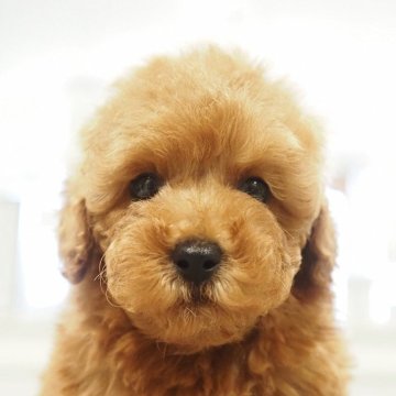 トイプードル(トイ)【愛知県・男の子・2025年9月30日・レッド】の写真「癒し度100点トイプードル男の子」