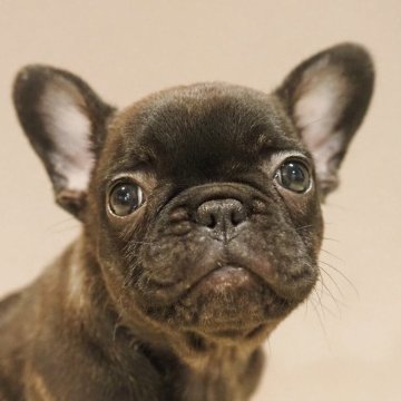 フレンチブルドッグ【愛知県・女の子・2025年3月13日・ブリンドル】の写真「コンパクトなフレブル女の子!」