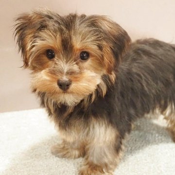 ヨークシャーテリア【愛知県・女の子・2025年7月23日・スチールブルー&タン】の写真「たれ耳がチャームポイント!健康な女の子」