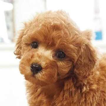 トイプードル(トイ)【愛知県・女の子・2025年9月30日・レッド】の写真「癒し度100点トイプードル女の子」