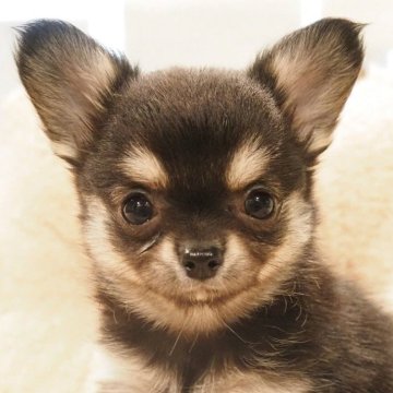 チワワ(ロング)【愛知県・女の子・2025年10月28日・ブラック&クリーム】の写真「クリスマスお渡し・ブラック&クリーム！☆彡」